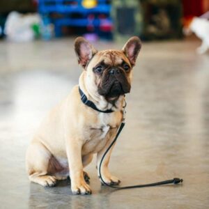 spaying a french bulldog