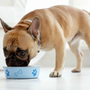 frenchie space french bulldog throwing up