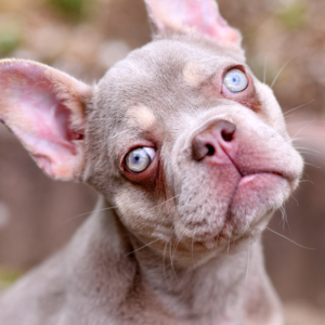 why are french bulldogs so expensive frenchie space