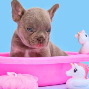 frenchie space french bulldog skin problems