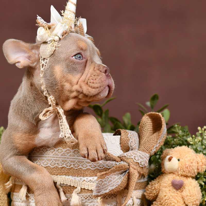 rare isabella frenchie sitting in the box
