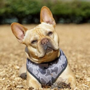 demodex mange in frenchies