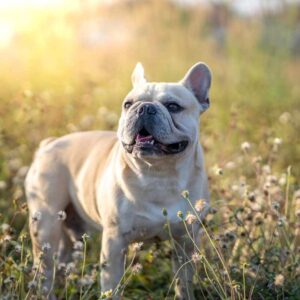 neuter a french bulldog