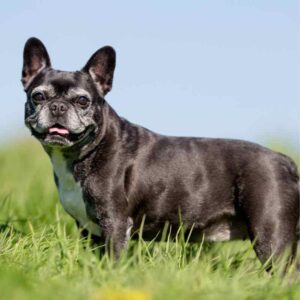 frenchie space french bulldog aggression