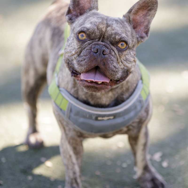 blue french bulldog coat type