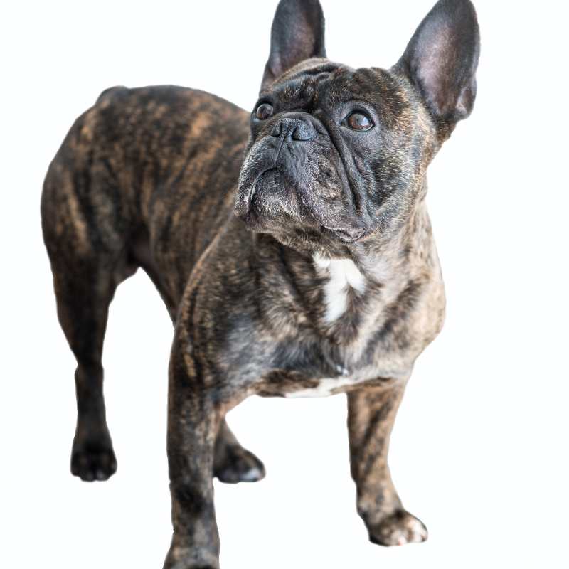 french bulldog types of coat frenchie space