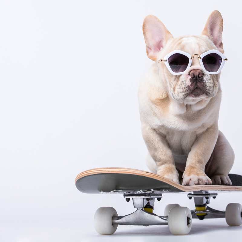french bulldog coat types