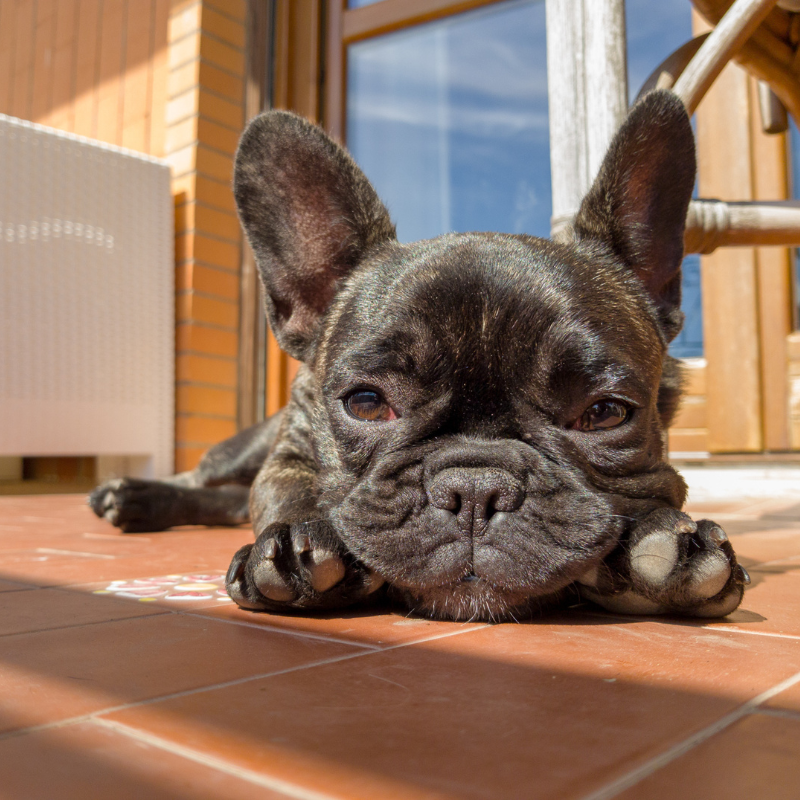 french bulldog skin bumps
