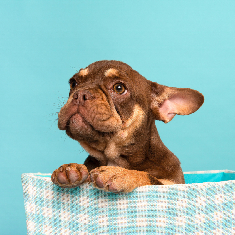 french bulldog skin bumps