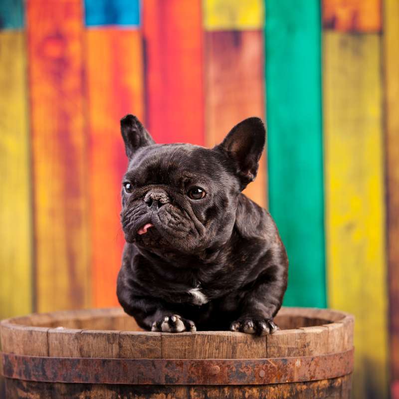 french bulldogs and kids frenchie space