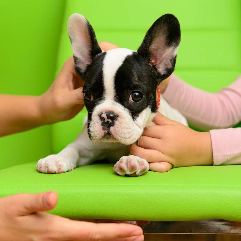 french bulldogs and kids frenchie space