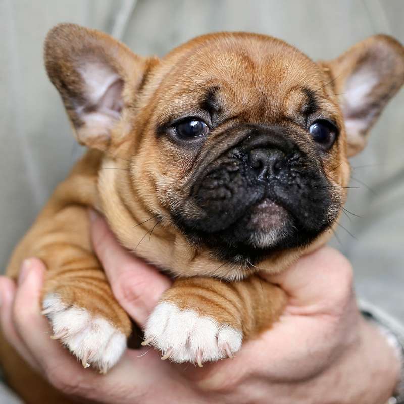 french bulldog sleeping frenchie space