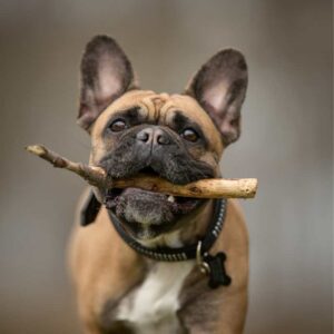 aggression in french bulldogs frenchie space