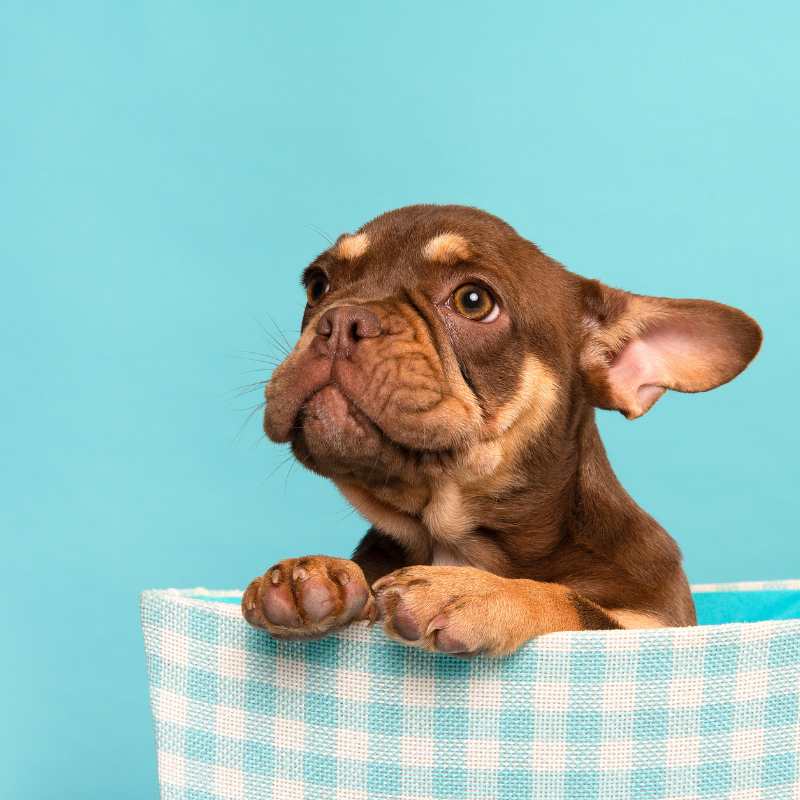 french bulldog coat types