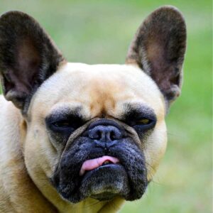 frenchie space french bulldog aggression