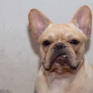 frenchie space french bulldog aggression