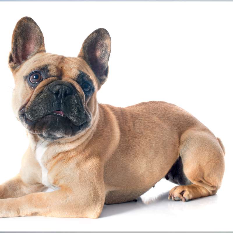 french bulldog skin bumps