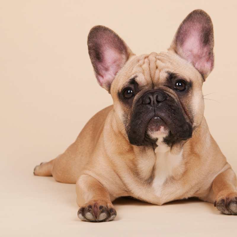 french bulldog coat type