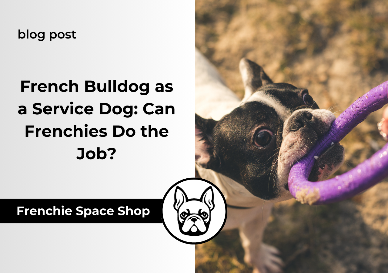 frenchie space french bulldog service dog