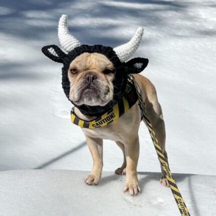 cow french bulldog hat