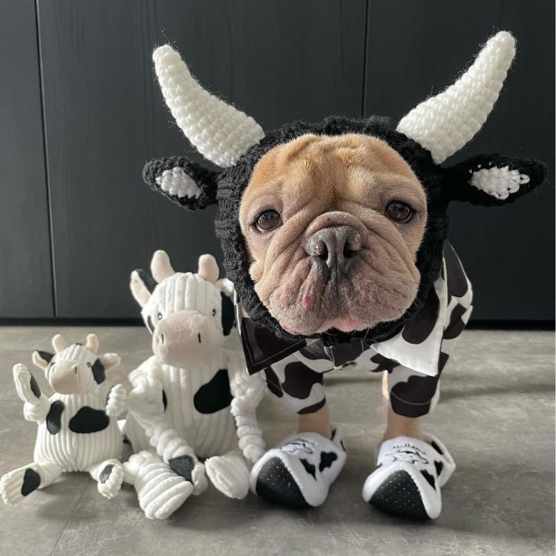 cow french bulldog hat