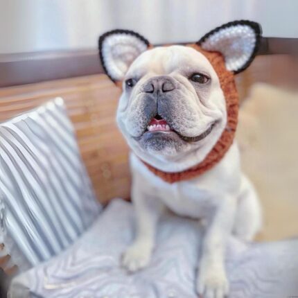 fox french bulldog hat