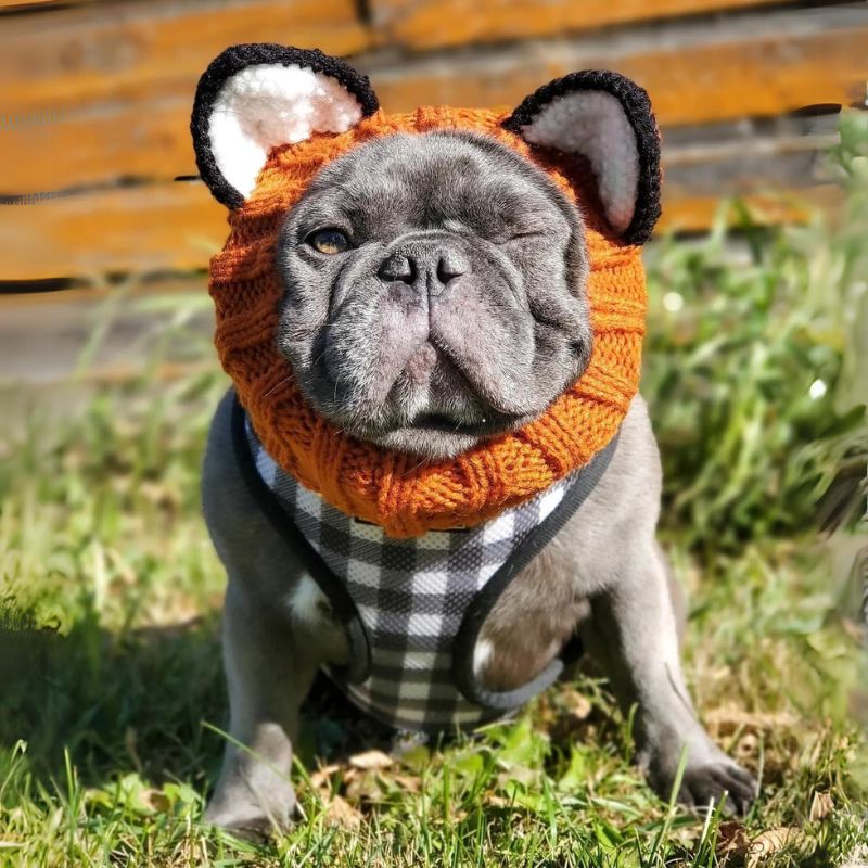 frenchie-space-fox-french-bulldog-hat-2 fox french bulldog hat