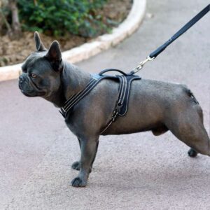 frenchie space french bulldog as a service dog