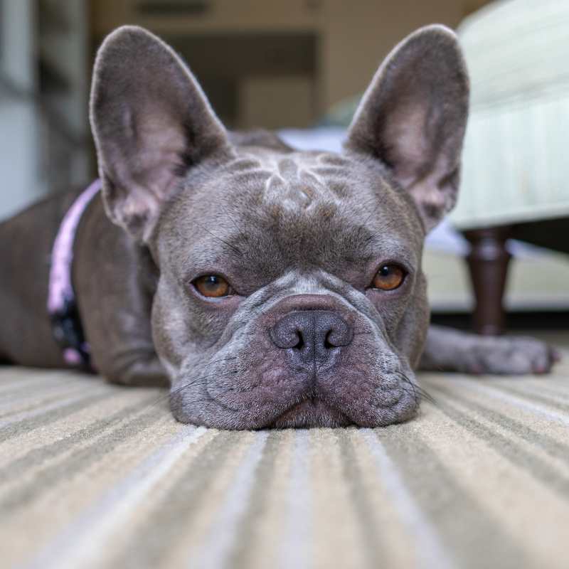 frenchie space french bulldog snoring