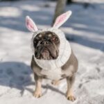 holiday rabbit frenchie hat