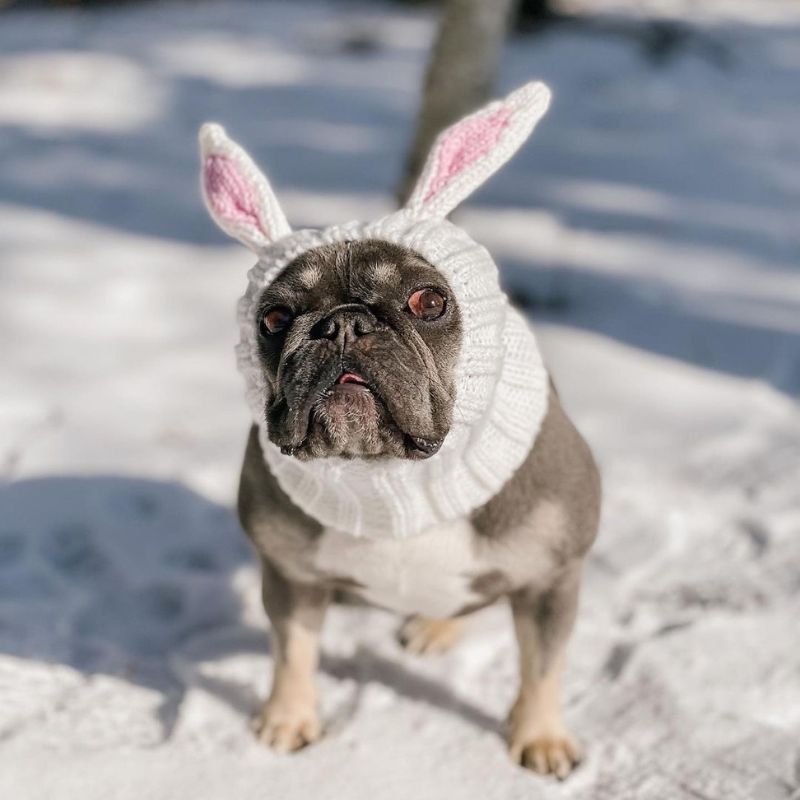 frenchie-space-holiday-rabbit-frenchie-hat-1 holiday rabbit frenchie hat