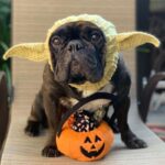 yoda halloween frenchie hat