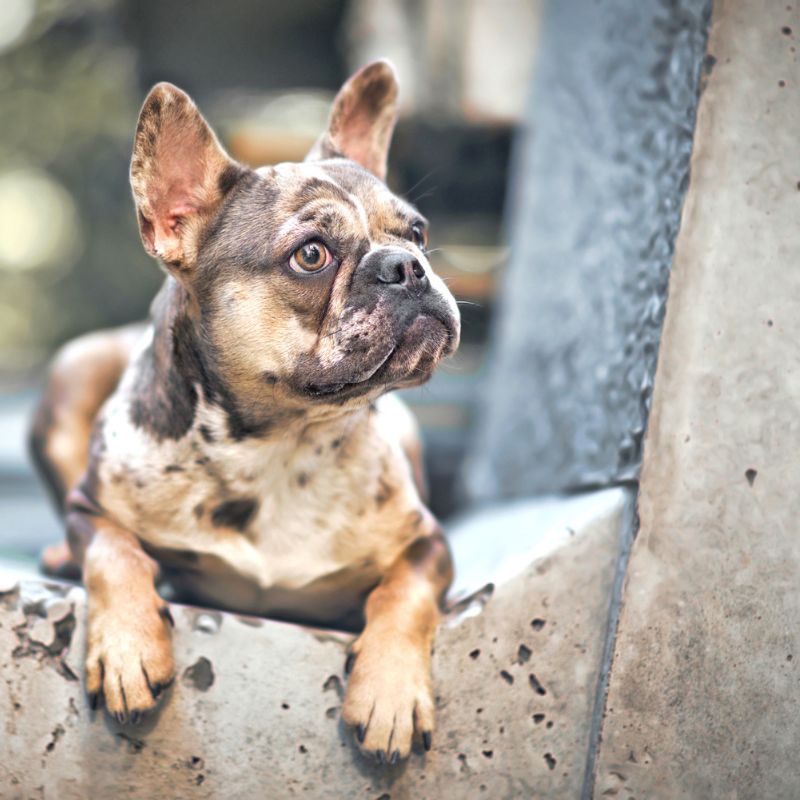 french bulldog weight frenchie space
