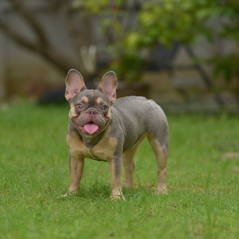 french bulldog eating grass frenchie space
