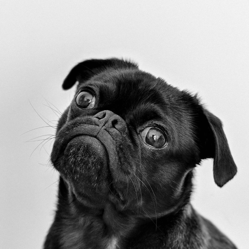 frug dog breed frenchie space