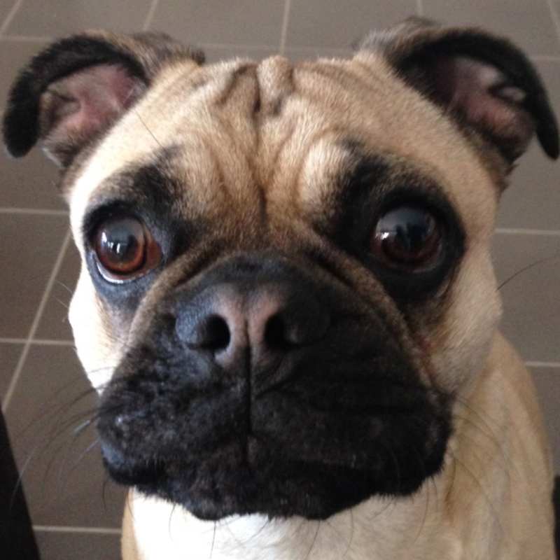 frug dog frenchie space