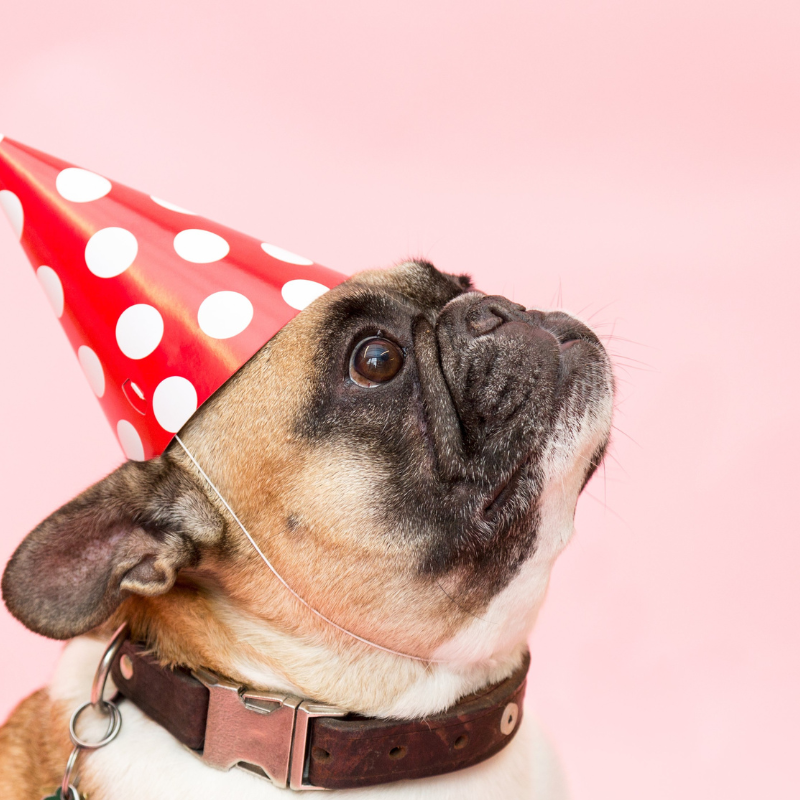 frug dog frenchie space