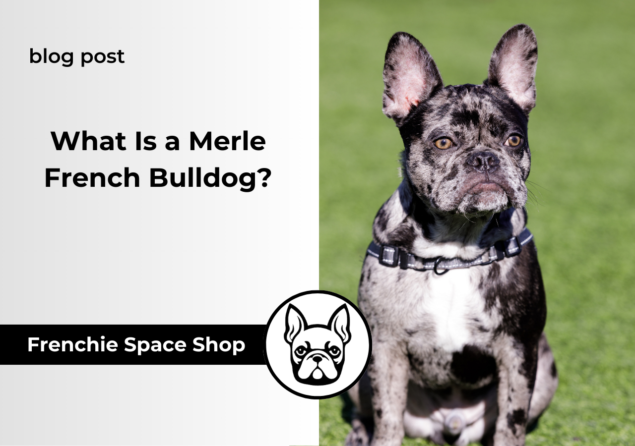 merle french bulldog