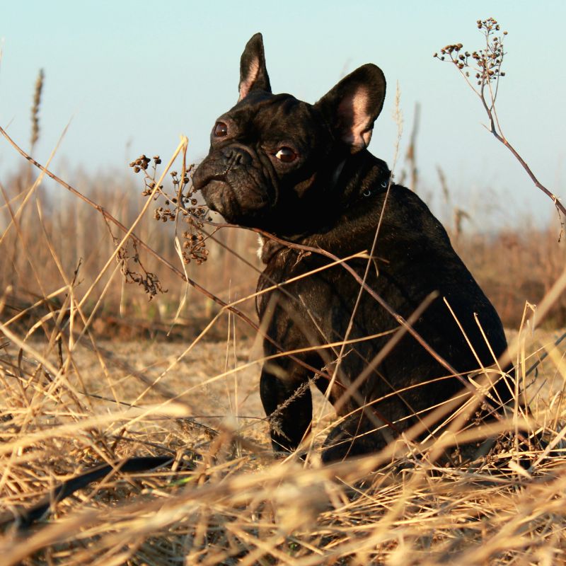 diarrhea in french bulldogs