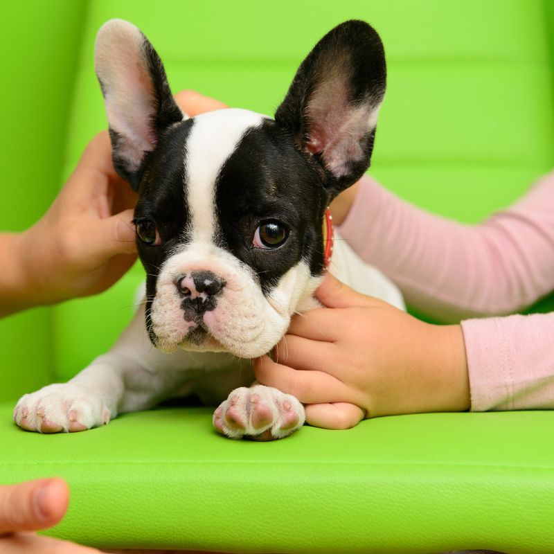 diarrhea in french bulldogs