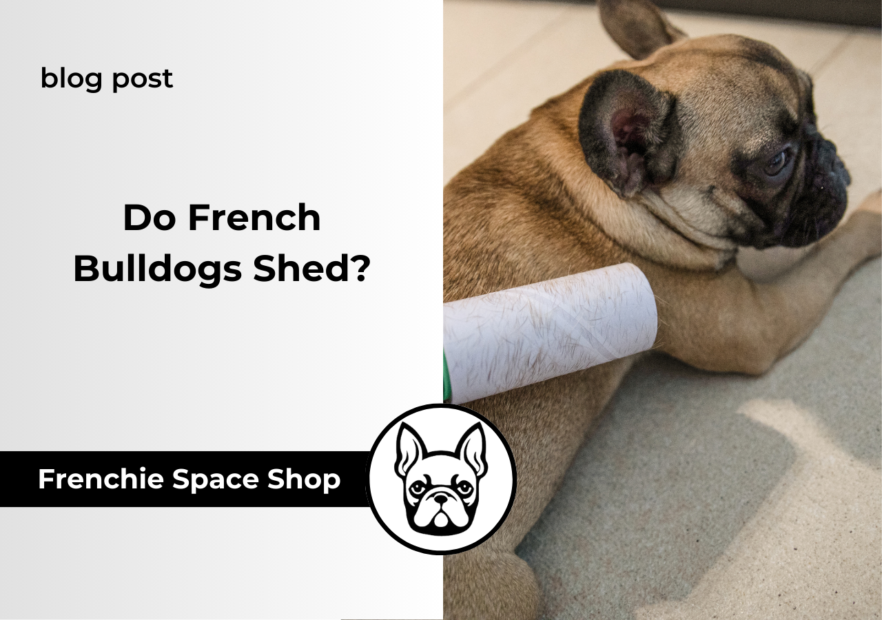 shedding in french bulldogs
