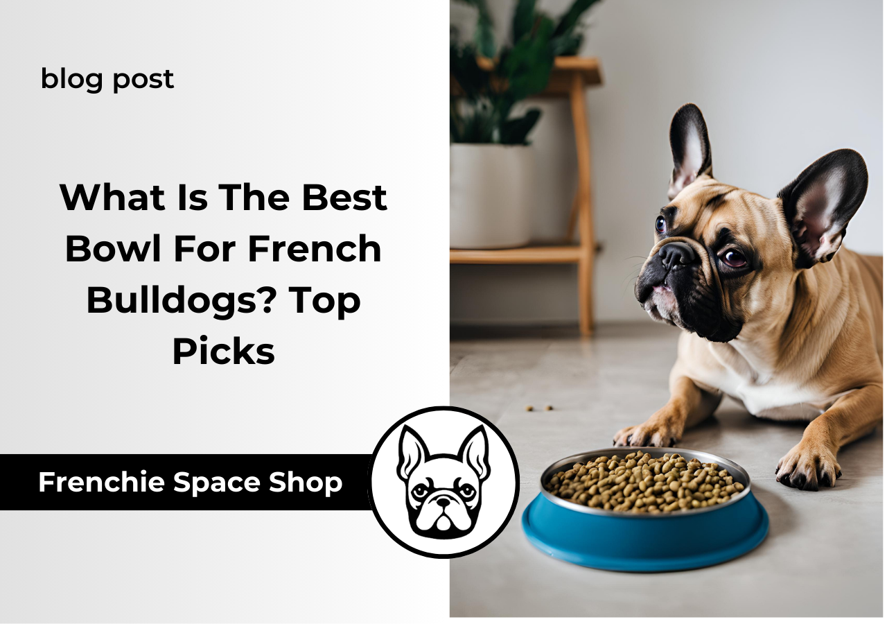 best bowl for french bulldogs frenchie space
