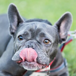 french bulldog teeth frenchie space