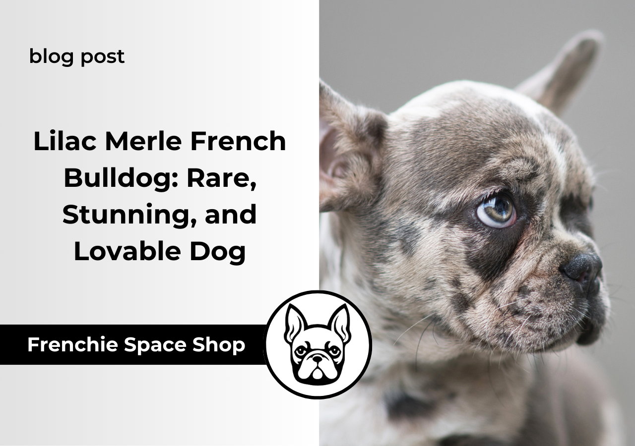 frenchie space lilac merle french bulldog