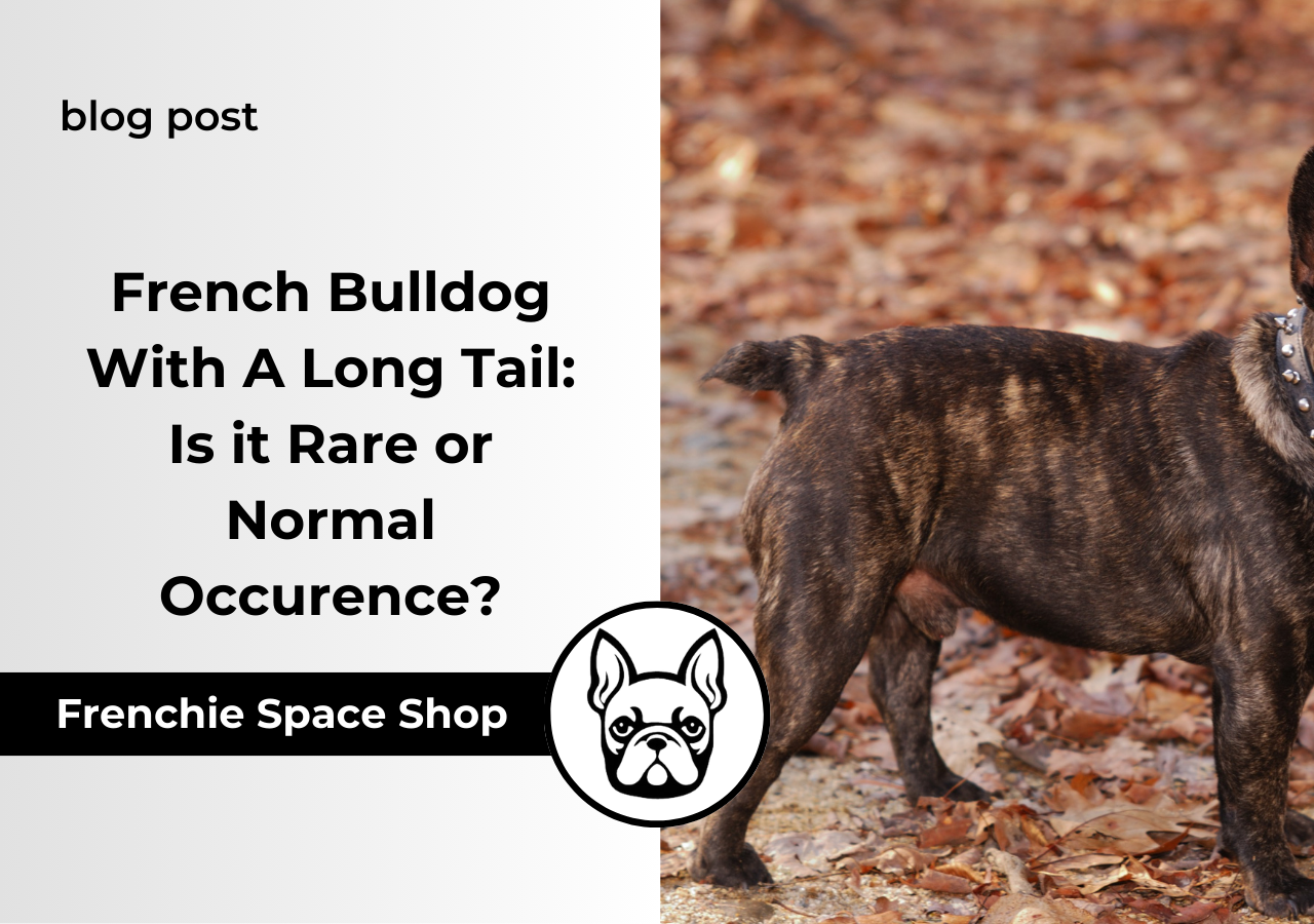 French Bulldog With A Long Tail Is it Rare or Normal Occurence