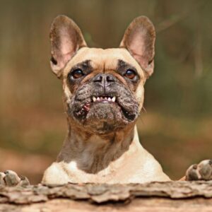 french bulldog teeth frenchie space
