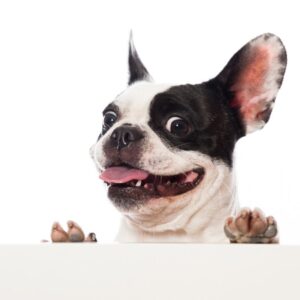 french bulldog teeth frenchie space
