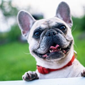 french bulldog teeth frenchie space
