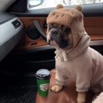 teddy french bulldog hat