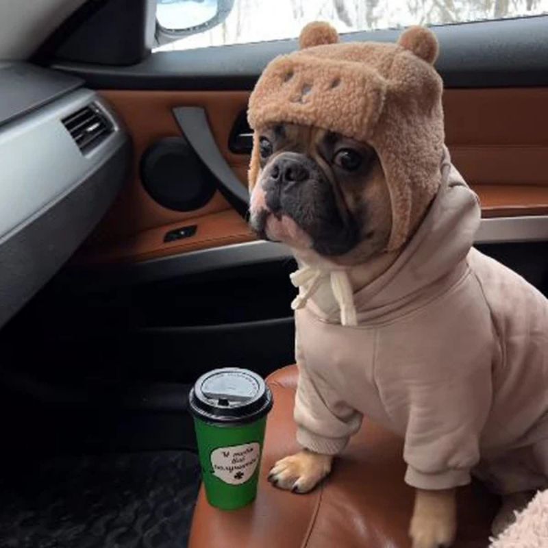 frenchie-space-shop-teddy-french-bulldog-hat-9 teddy french bulldog hat